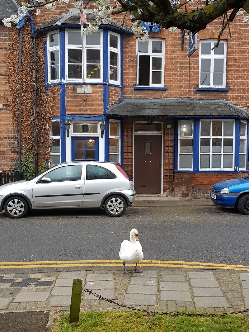 The swan at The Swan
