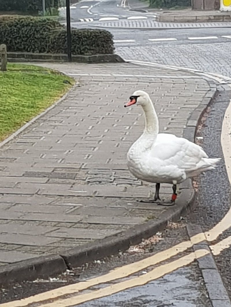 Picture of the swan at side of Mill Lane